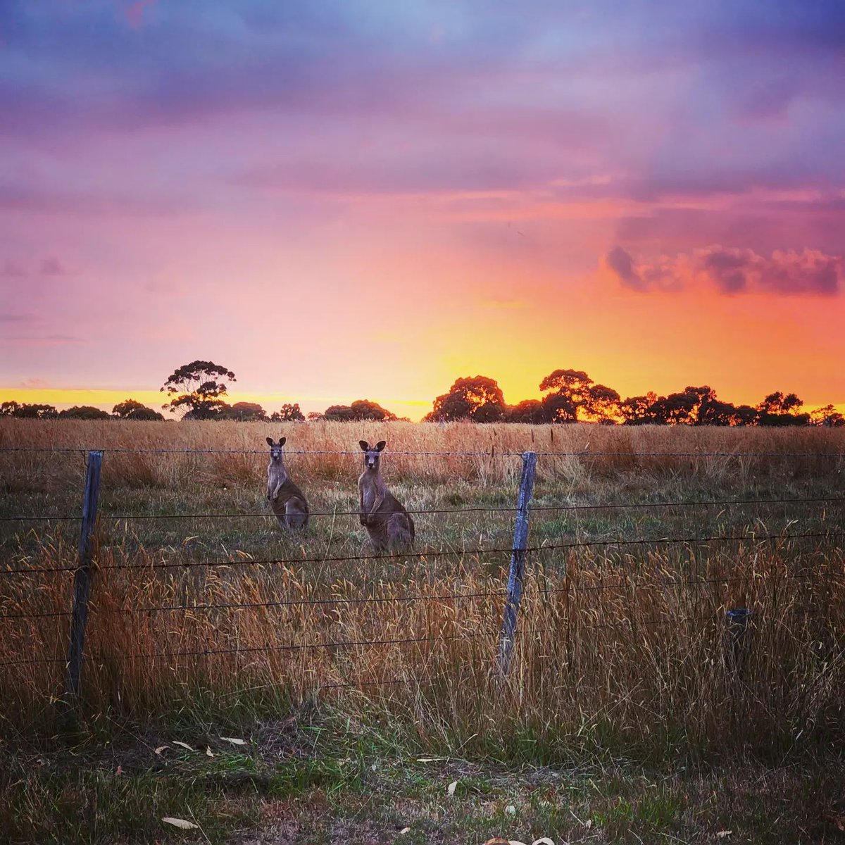Melbourne's tweet photo. Sunrise with a couple of friends 🦘

📍 Dunkeld, three hours from Melbourne, on the traditional lands of the Gunditjmara, Tjap Wurrung and Buganditj people.
📸 via IG/ @exploregrampians and @AussieMountainsToSea https://t.co/7xVStVqfkS