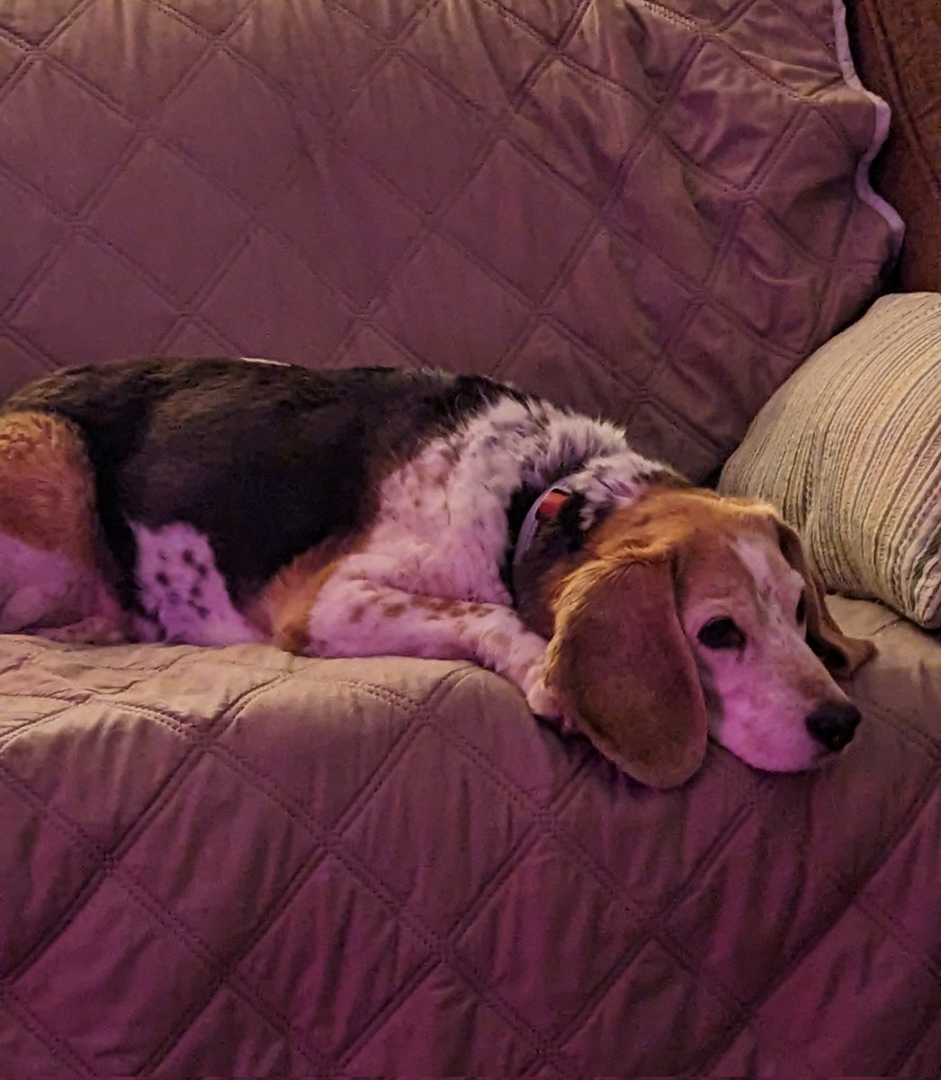 BernhardtM's tweet photo. Daddy's got Cheez-its and her attention.
#abbeynormal https://t.co/lBSvIZmDZz