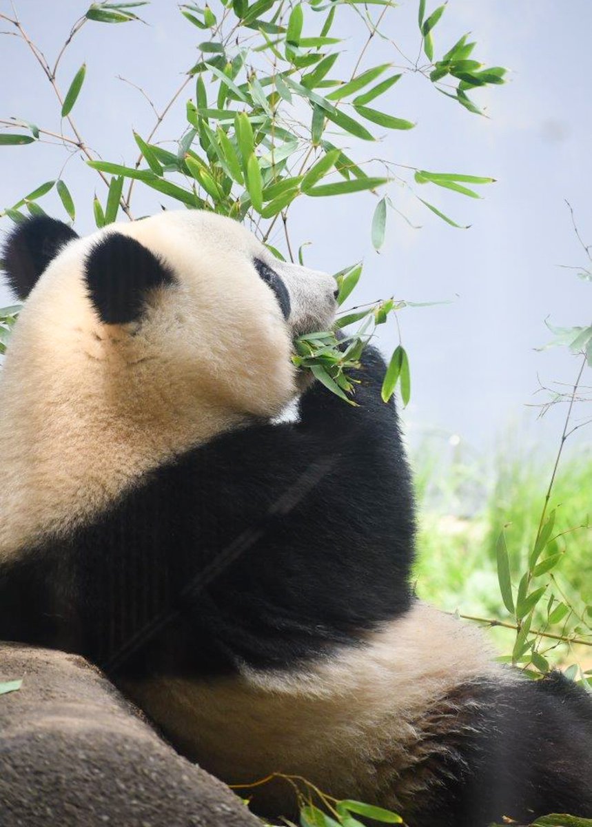 シャンちゃん🍎おはよう
#シャンシャン #香香 #xiangxiang #ジャイアントパンダ #giantpanda