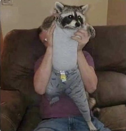 Mi gfa: ¿Ya sacaste el mapache que se metió a la casa?
Yo: Como voy a sacar a un guardián de la galaxia