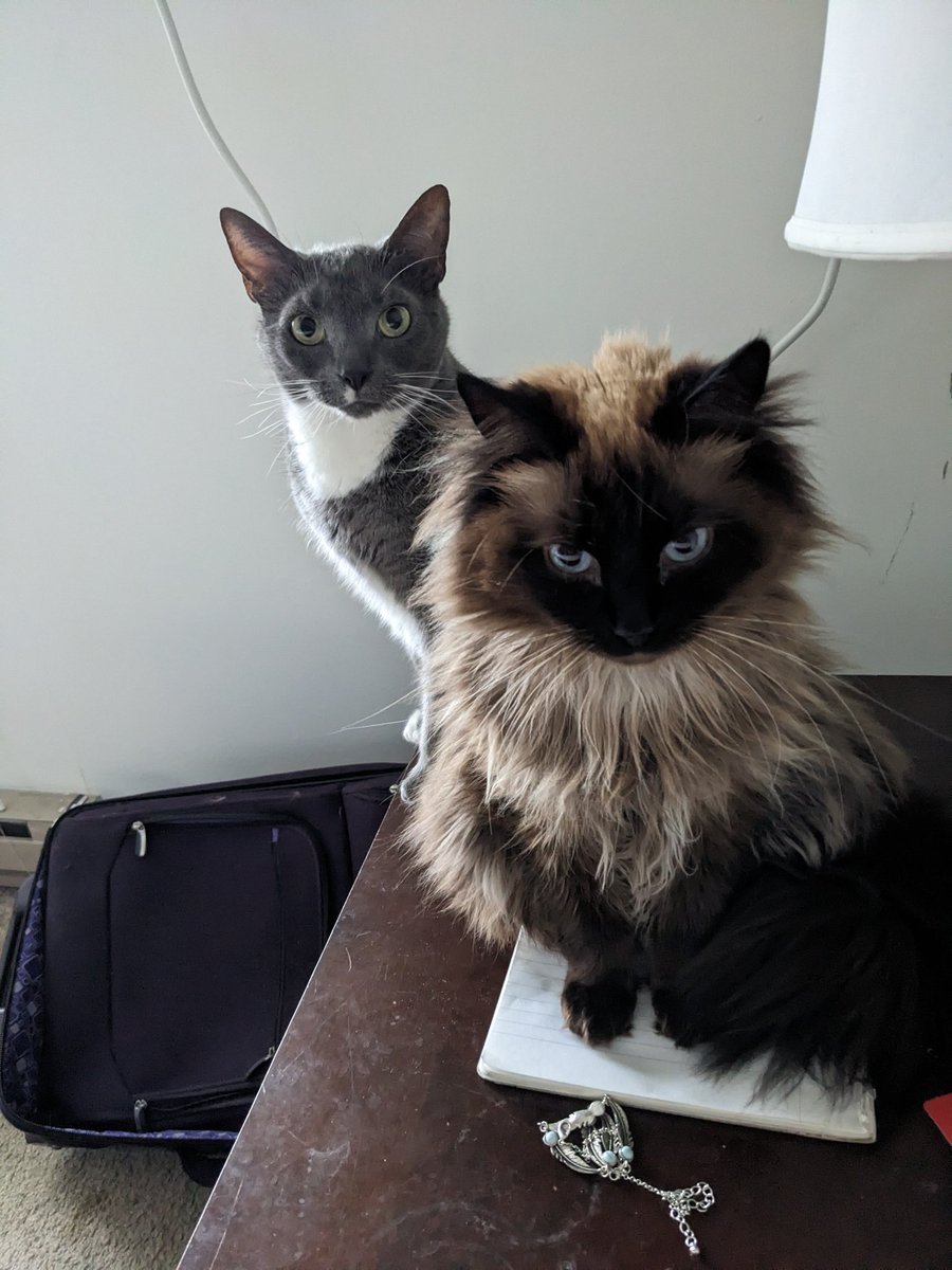 sylviaaplathh's tweet photo. @Mythical #readypetgo Rory &amp; Daisy James https://t.co/zcMBGzQYik