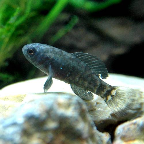 エバーグラディ・ピグミーサンフィッシュ販売中です。 ヨーロッパ