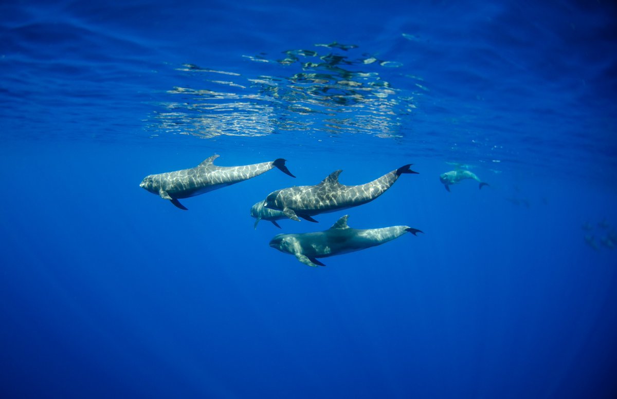 MissionBlue: "It doesn't matter where on Earth you live, everyone is utterly dependent on the existence of that lovely, living saltwater soup. There's plenty of water in the universe without live, but nowhere is there life without water." <a href="/SylviaEarle/">Sylvia A. Earle</a> 

…