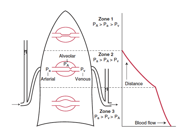 criticalcareeducation tweet media