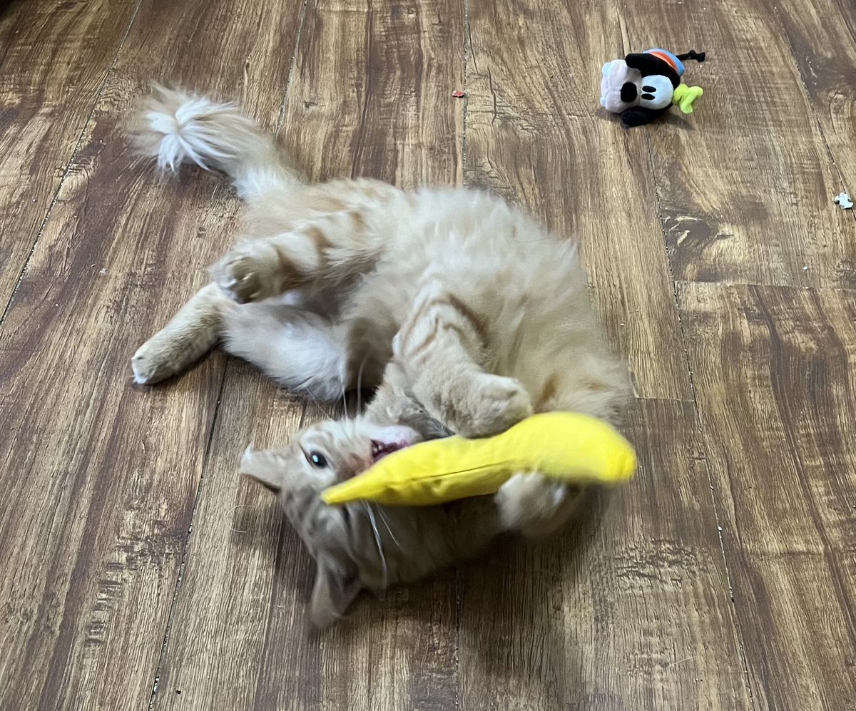 @TowelyTowel @PickliciousF Cayenne and her banana