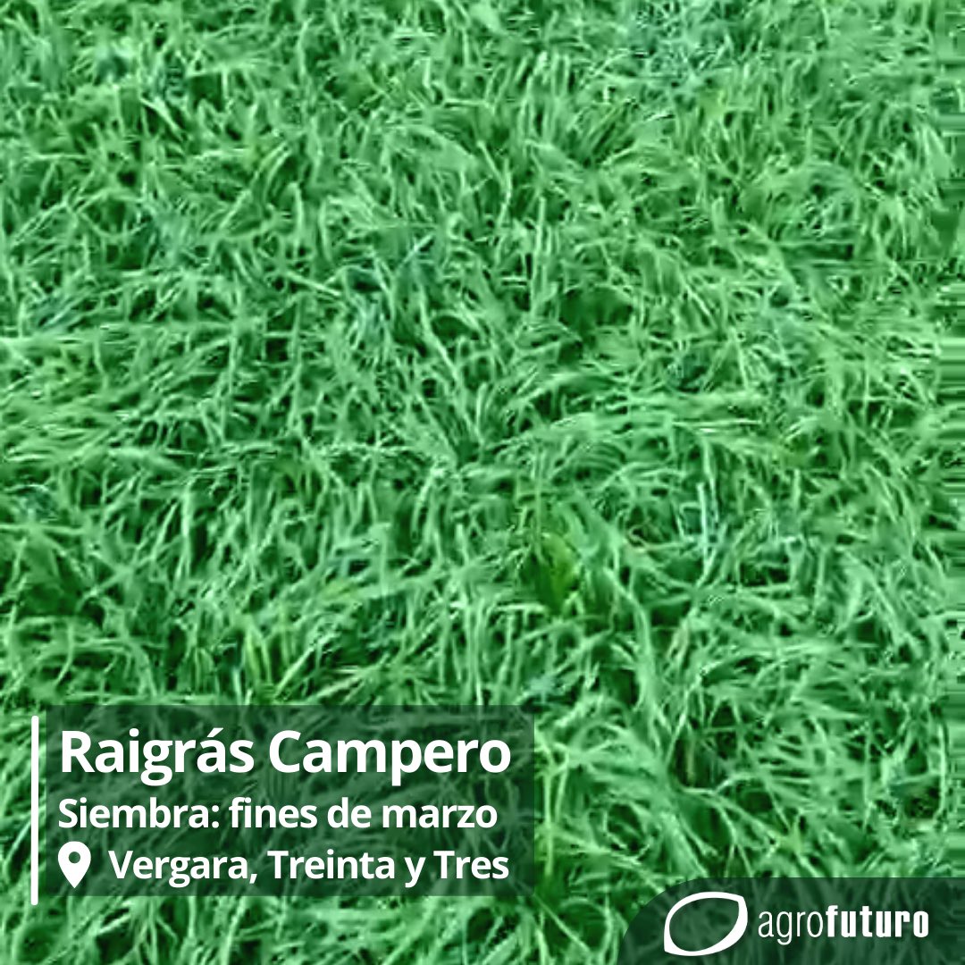 AgrofuturoSA's tweet photo. Seguimos compartiendo #raigras 🏎️🏁 esta vez Campero.
En 📍Vergara, departamento de Treinta y Tres, sembrado a fines de marzo y con aplicación de urea al inicio del pastoreo y en 📍Los Indios, Departamento de Rocha.
#raigras #pastoreo #lecheria #verdeo #forraje #forrajeras https://t.co/kDyluJoUiB