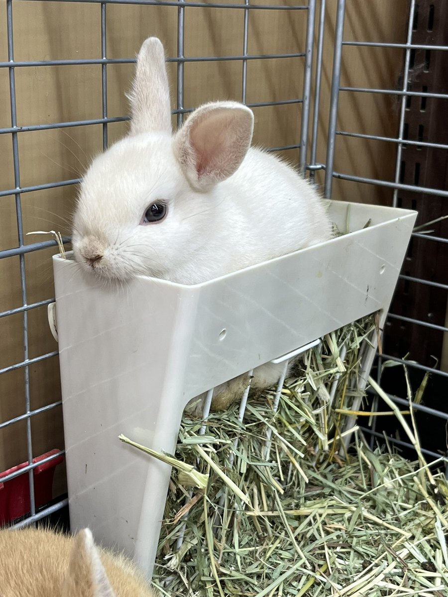 amigo5140_SA's tweet photo. チモシー入れの中が落ち着くみたいです🐰

可愛すぎる🤦‍♀️🫶

 #アミーゴ周南店 #小動物 #ウサギ #ミニウサギ #可愛すぎる https://t.co/jUu2ErlysC