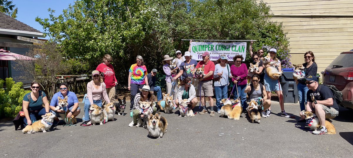 SmilingCorgi's tweet image. 20 corgis in the Port Townsend Rhody Parade today. 19 Pembrokes and one Cardigan. We ALL had a great time with perfect weather. We get to hear from each block ahead, “Oh look! The corgis are coming!”
#CorgiCrew #CorgiLover @ptscene
