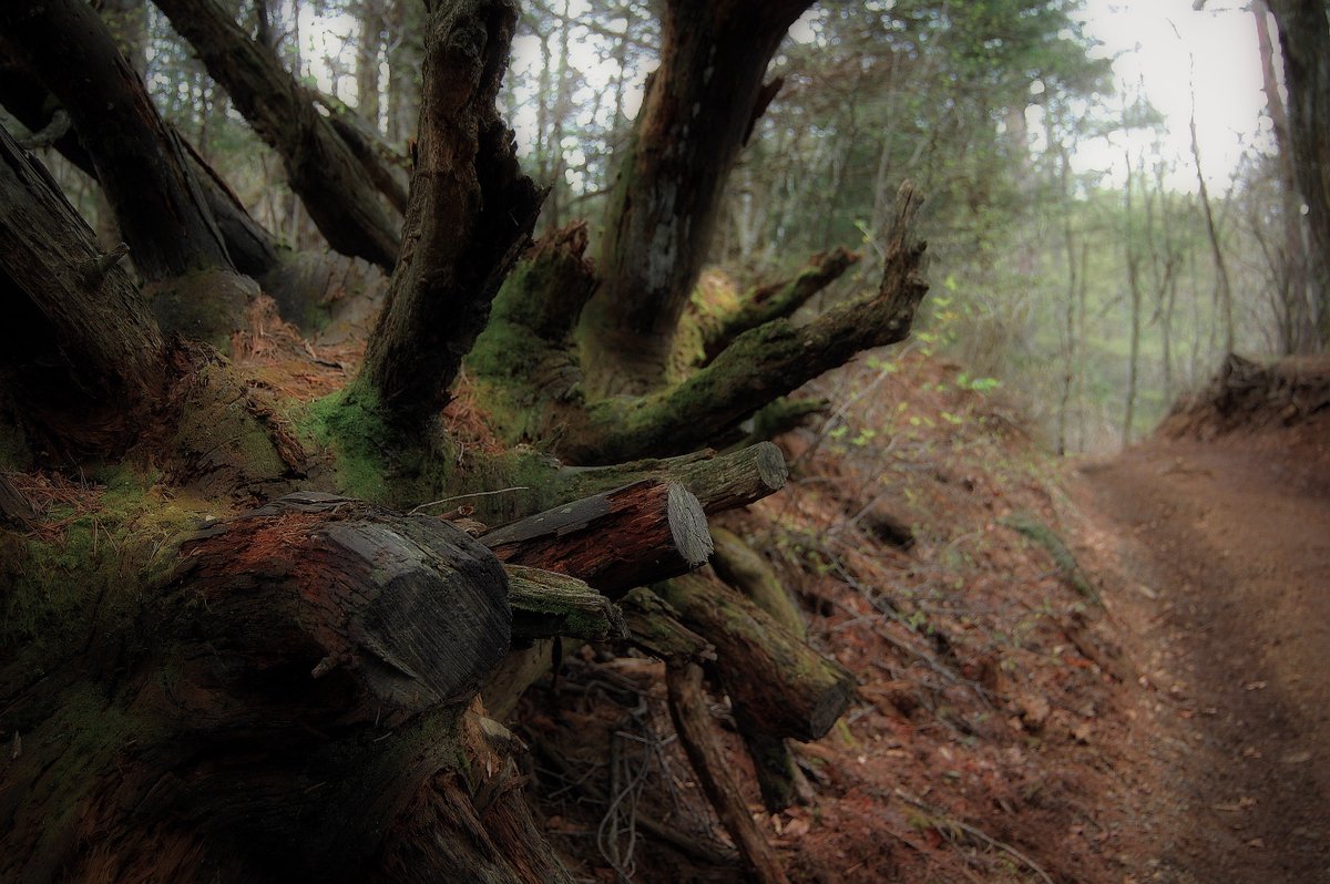 caimanjp's tweet photo. 超旧型モデルを取り出して一枚
NIKON D40
AF-S DX Zoom-Nikkor 18-55mm ƒ3.5-5.6G
#photography 
#photooftheday 
#forest 
#japannaturephotography
#everydaypost
#写真好きな人と繋がりたい 
#写真で伝える私の世界 
#写真で自然を守る_SAVEbyPhoto https://t.co/PgDcm6ThIH