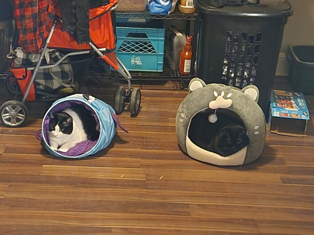 todybug's tweet image. My girls in their own beds @PickliciousF #catpictures #cat