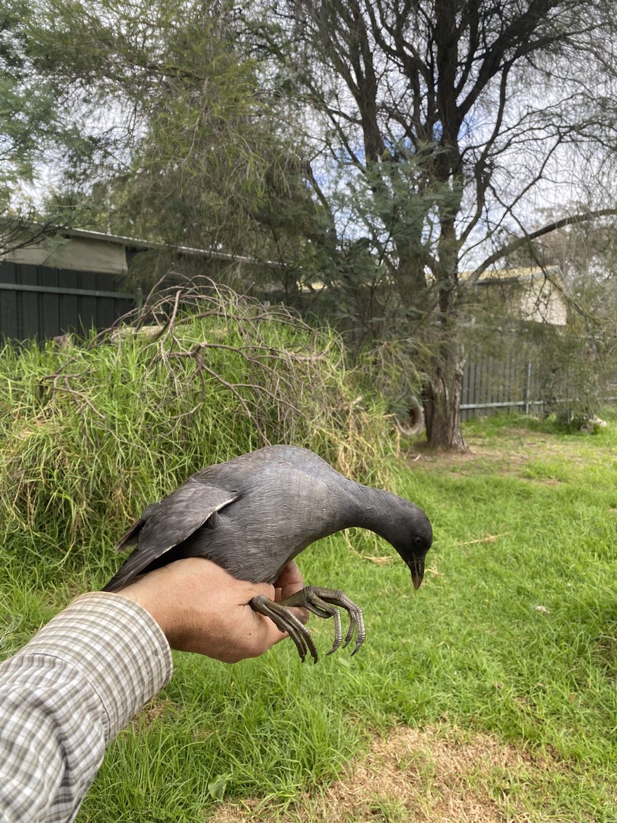 terngirl's tweet photo. This is not the chook you were looking for… #WildOz #ThingsYouFindTrappedInTheChookRun #Ornithology #NotAChicken https://t.co/fFiMZJomEX