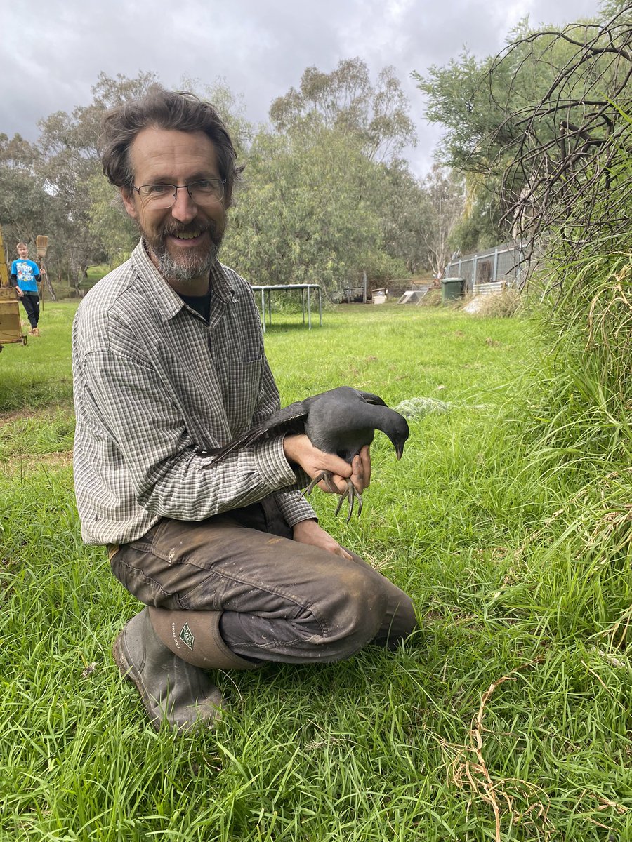 terngirl's tweet photo. This is not the chook you were looking for… #WildOz #ThingsYouFindTrappedInTheChookRun #Ornithology #NotAChicken https://t.co/fFiMZJomEX