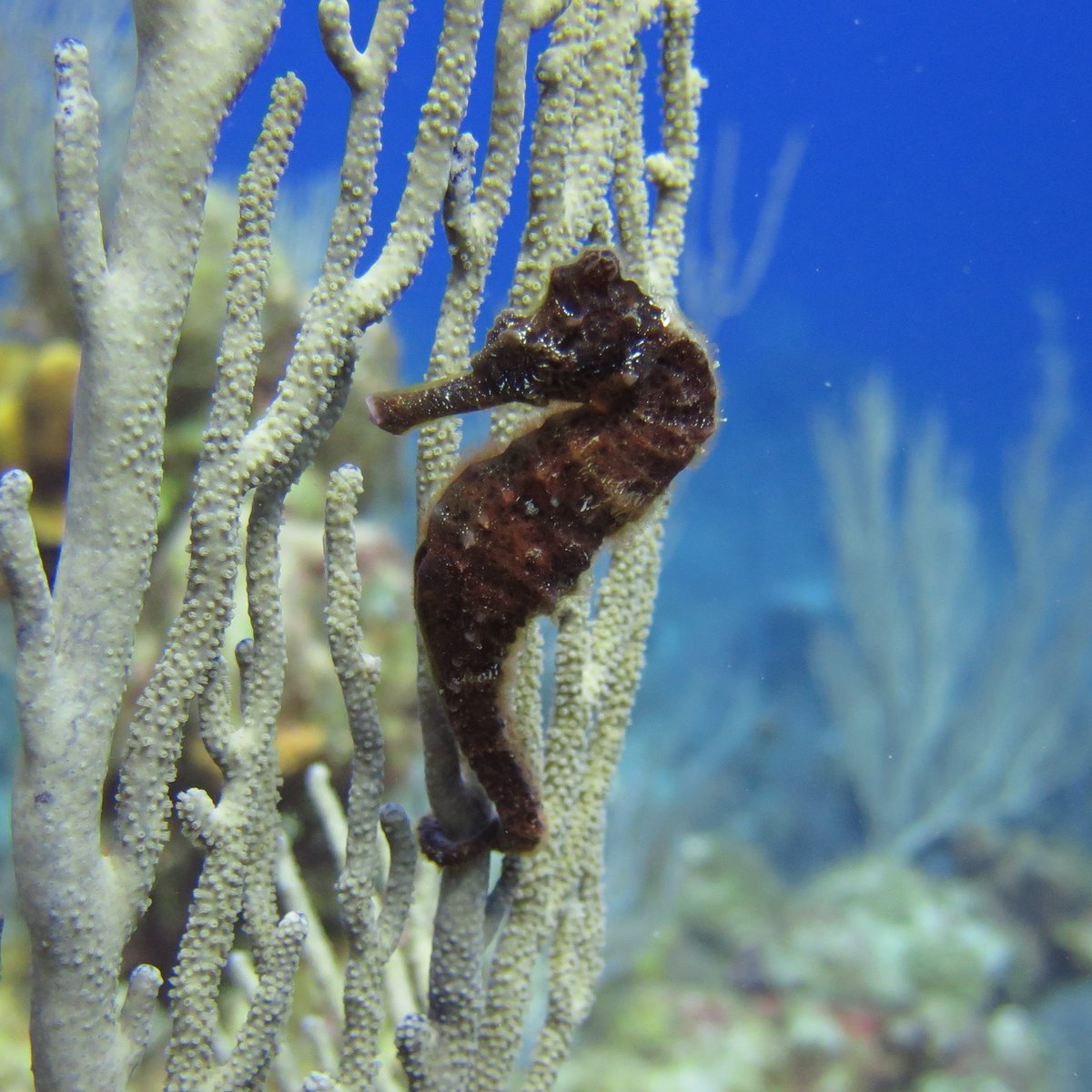 Strobe/light advice [by misspoozle]