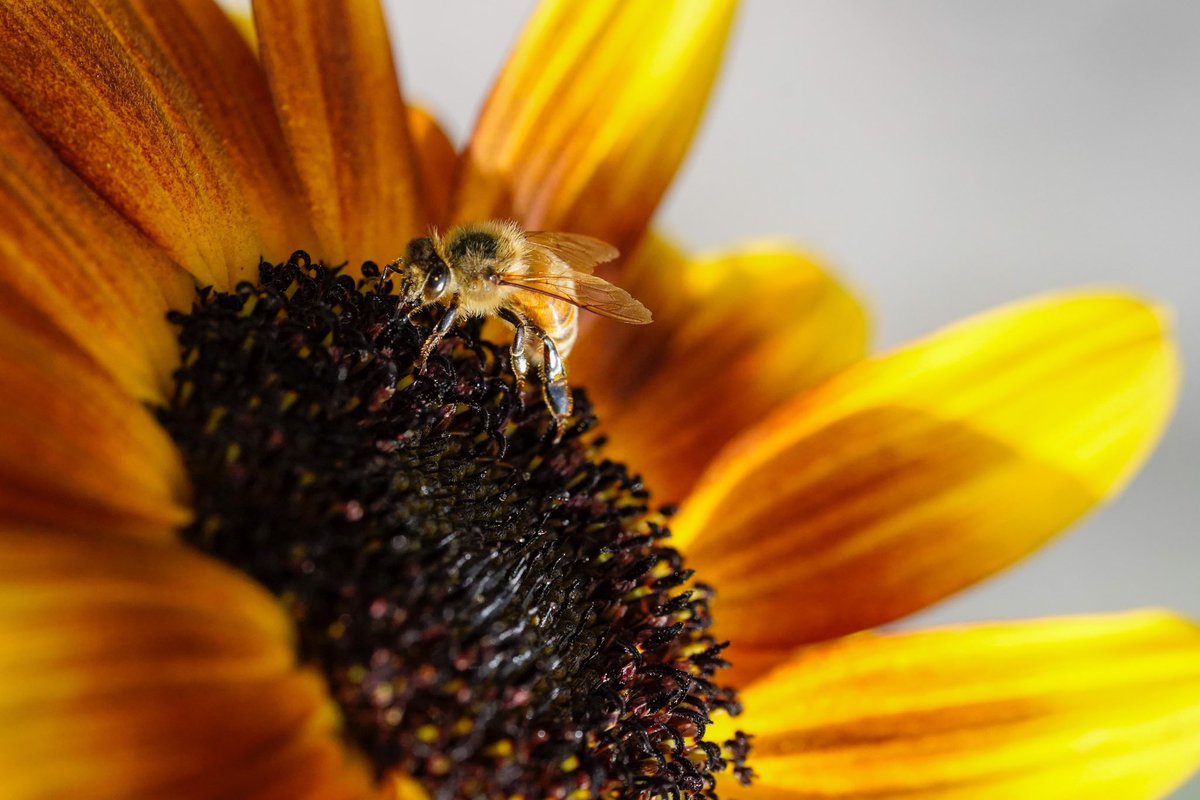 World Bee Day is Observed Across the World on May 20. On this Day, Beekeeping Events are Held to Educate the General Public About the Importance of Bees and Beekeeping. There is a Special Emphasis on the Role of Bees as Pollinators and How They Help to Revive Forest Cover.