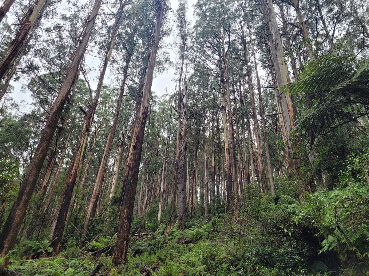 I joined 200 people to survey Vic's native forests. I learned about plants AND how citizen science and protest have protected forests from logging

From yesterday people entering designated logging areas face huge fines or jail. Protecting forests isn't criminal

 #ProtectProtest