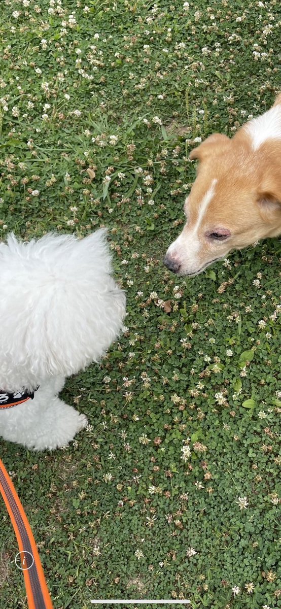 maru_afro's tweet photo. あさんぽ😌
最近のあふろは、他のわんちゃんに
挨拶出来るようにりました🐶
#犬のいる暮らし
#犬のいる幸せ
#犬好きさんと繋がりたい
#トイプードル
#沖縄
#あさんぽ
#梅雨入り https://t.co/Gst3PAMe08