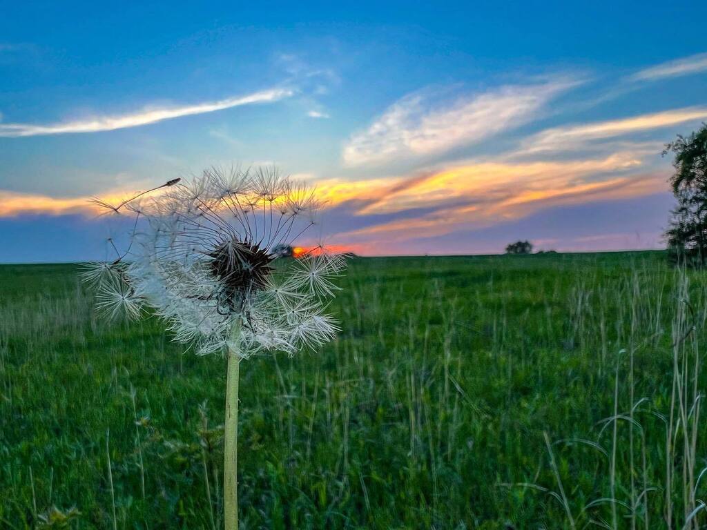 When the clouds perfectly align with your vision. (A new fave) . . . . . . .⁣ .⁣ .⁣ .⁣ .⁣ #dandelionsunset #mdcdiscovernature #missourinature #missourinaturelovers #missourinaturephotographer #missourinaturephotography #missourioutdoors #missouris… instagr.am/p/CsfMg7cM_qK/