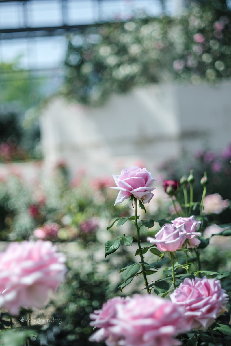 幸せな気持ちになれる場所。
・
・
camera：FUJIFILM X-T4
lens：Fujinon 55mm F1.8