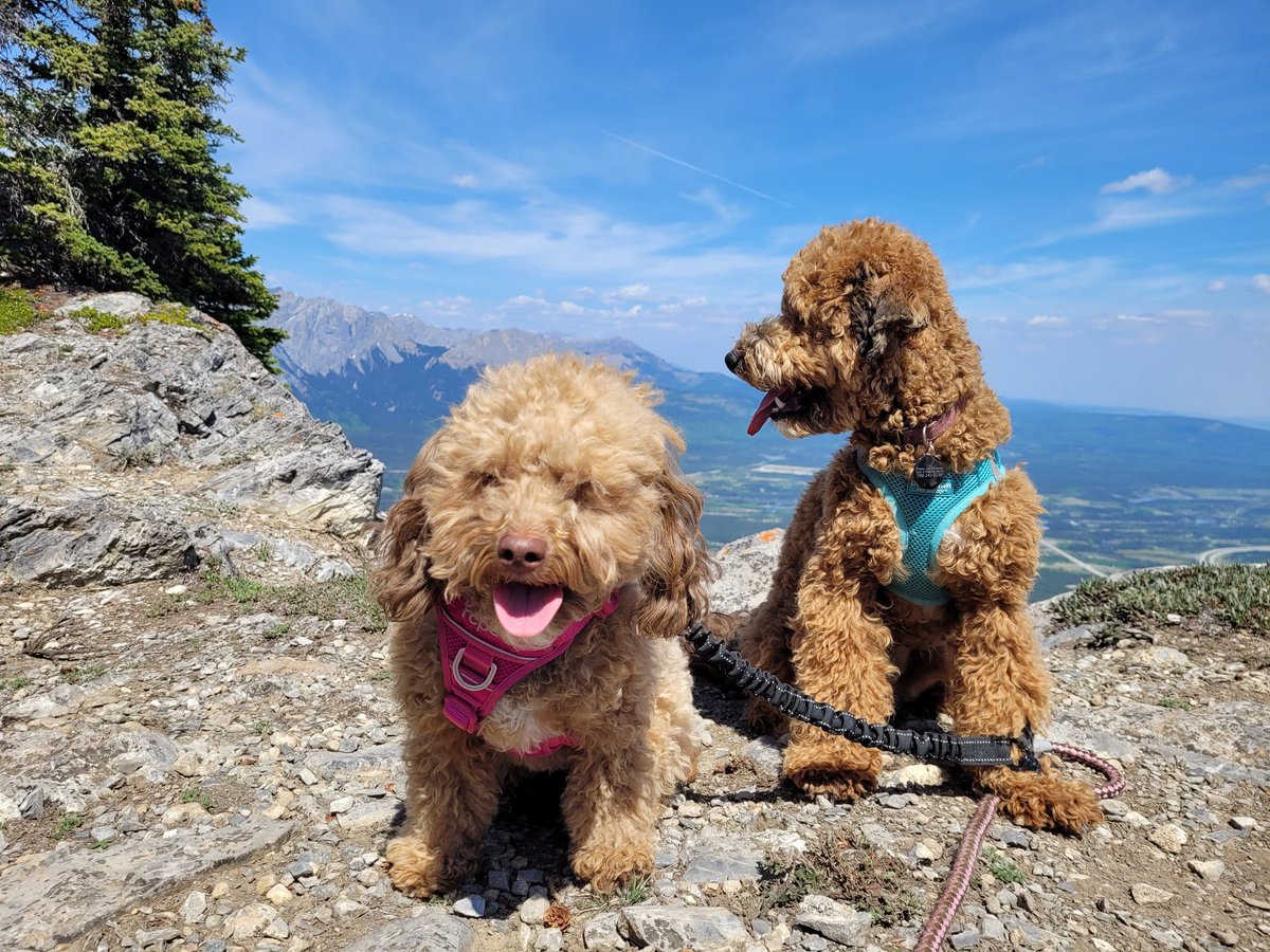 CraigPrice31's tweet image. This pair conquered another summit - Yates Mountain via the Prairie View / Jewel Pass loop #kcountry #hikingadventures