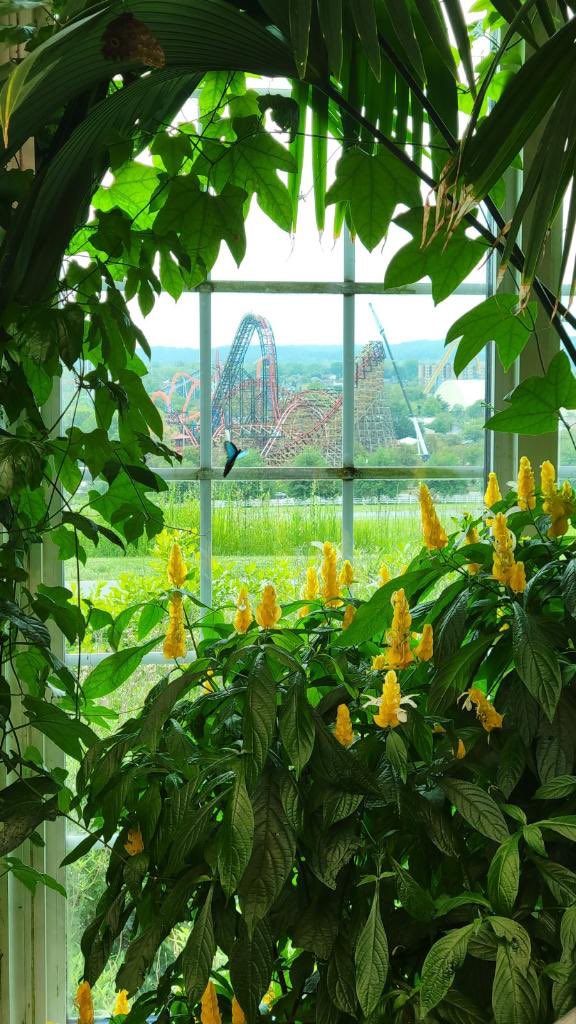 @Hersheypark  @hersheygardens  Great shot of #WildcatsRevenge from the butterfly room today.