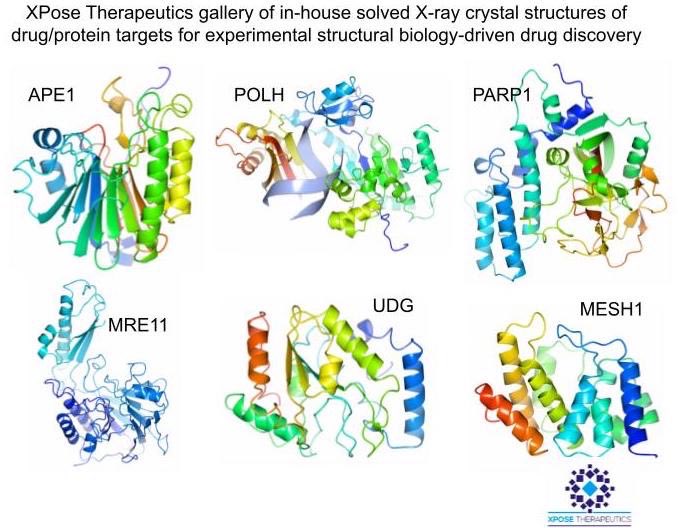 DDR (DNA Damage Response) proteins crystal structures for #SBDD #FBDD #dnarepair #DDR #oncology #therapeutics #drugdiscovery #BIOconference2023