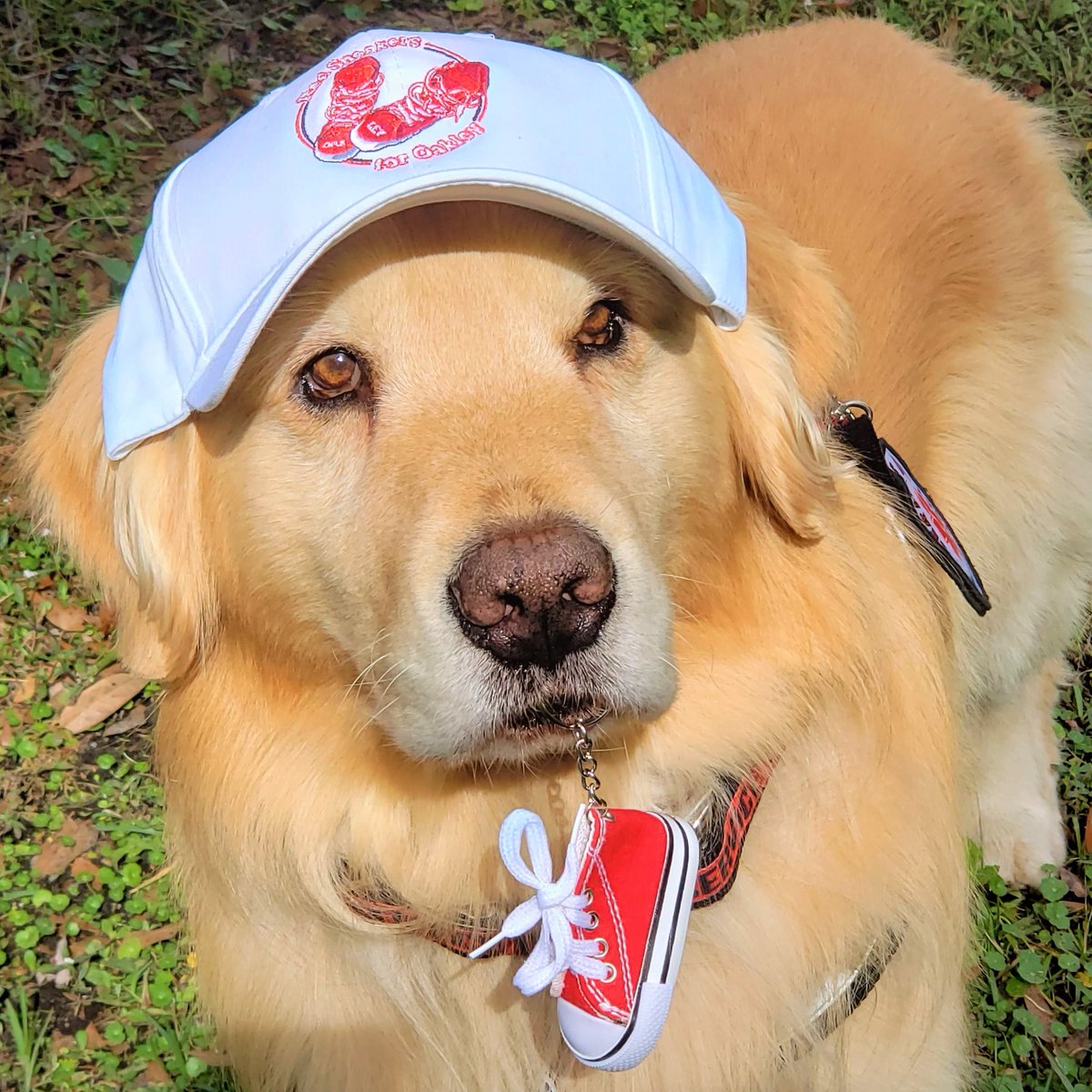 INTERNATIONAL RED SNEAKERS DAY for #FoodAllergyAwareness
Learn all about Oakley’s story redsneakers.org

@oakley_red #redsneakersforoakley #internationalredsneakersday #dogsoftwitter #dogs