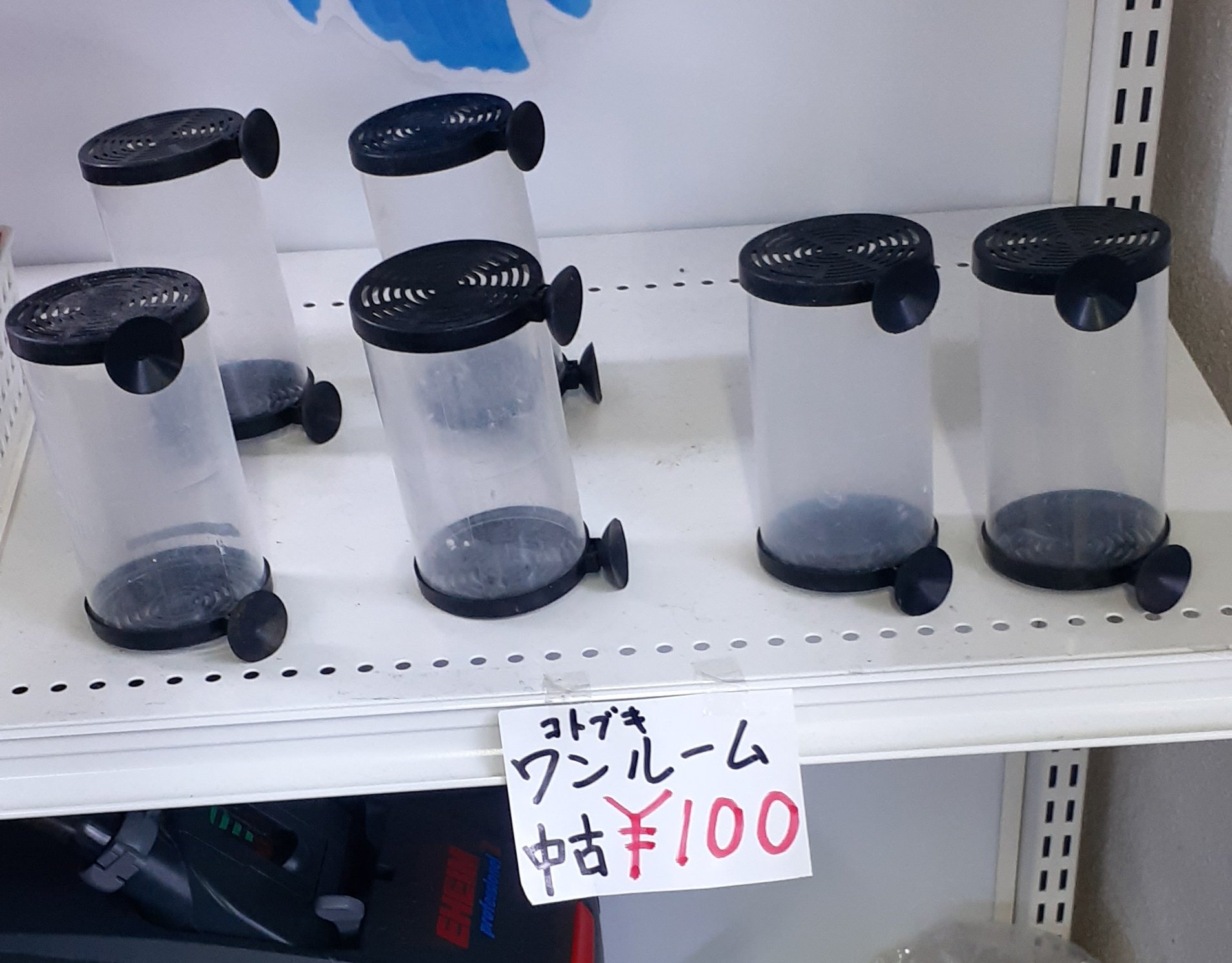 魚壁飾り　ナンヨウブダイ成魚　（額無し）在庫現品のみ❗️ ショーベタ専門店 よこはま金魚HM ホワイトファンシー ローズ