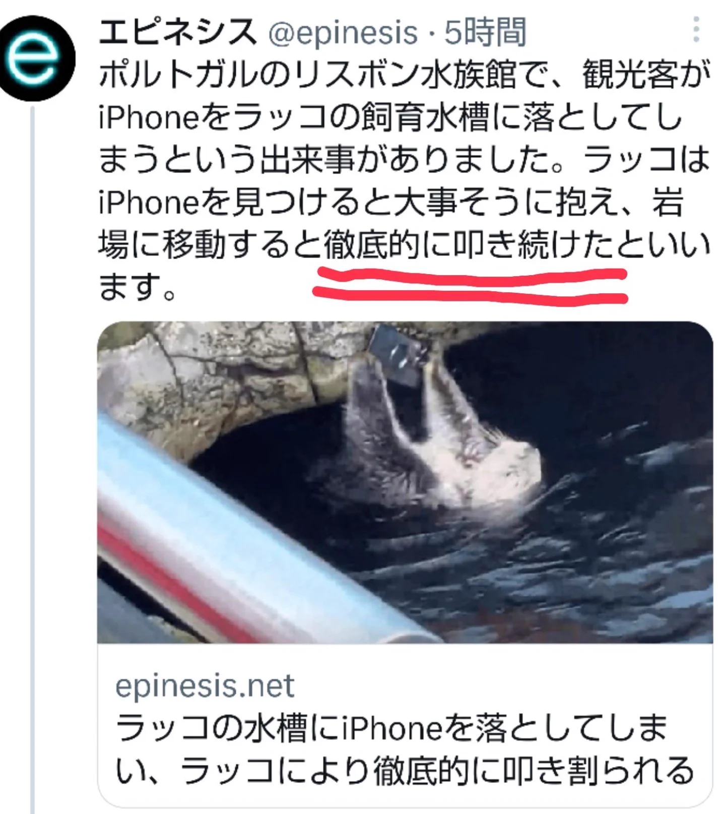 @Ume_koto0602 ラッコが居なくて よかたww 