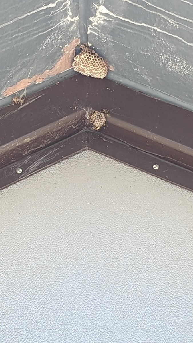 @WhatcomCoPWA South Fork Park restrooms have a bees nest forming outside along the roofline..! Wanted to report it as soon as possible