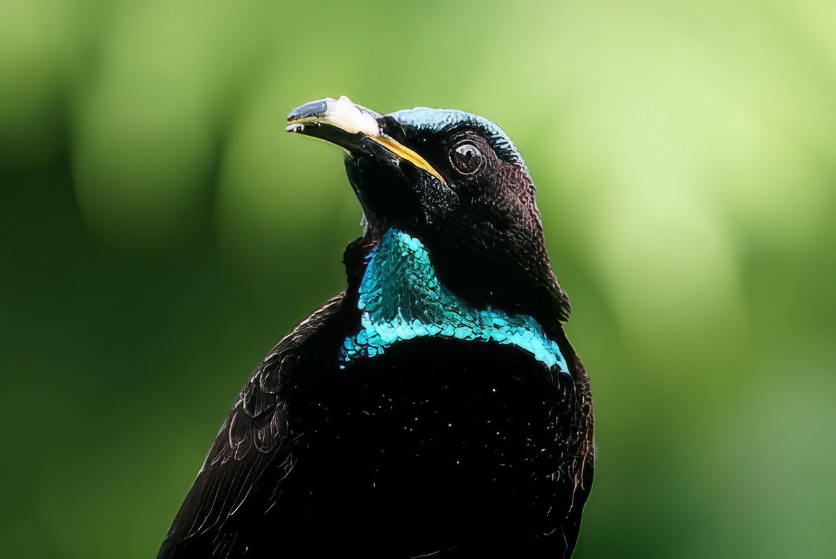 sicklebill's tweet photo. Victoria’s Riflebird #BirdsSeenIn2023 https://t.co/asy4TJmEv7