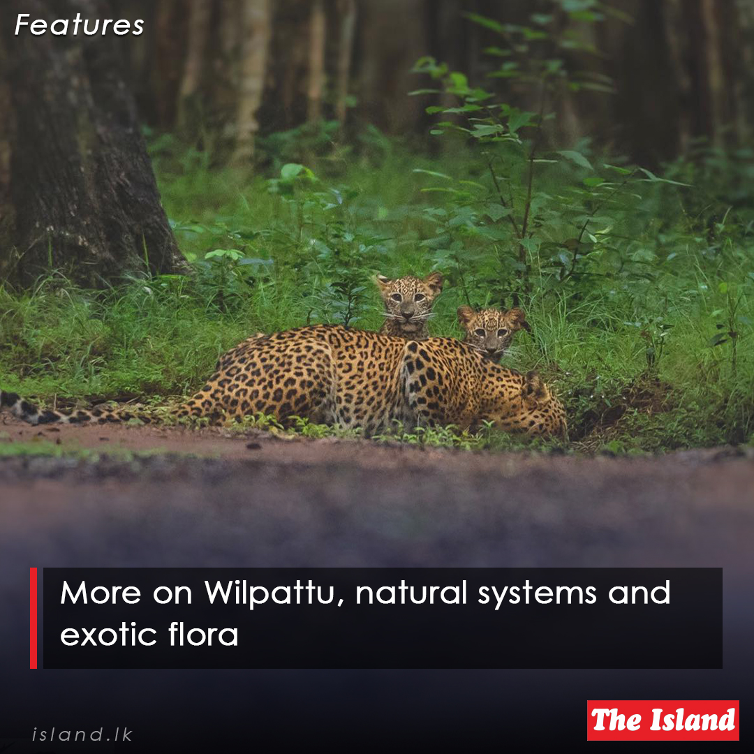 bitly.ws/F2cs

More on Wilpattu, natural systems and exotic flora

#TheIsland #TheIslandnewspaper #wilpattu #NaturalSystems #exoticflora