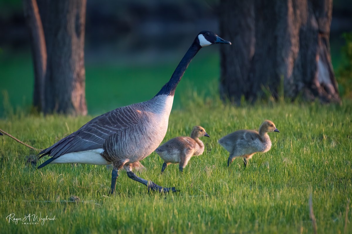 raweyhrich's tweet image. Saturday evening family stroll in the park.