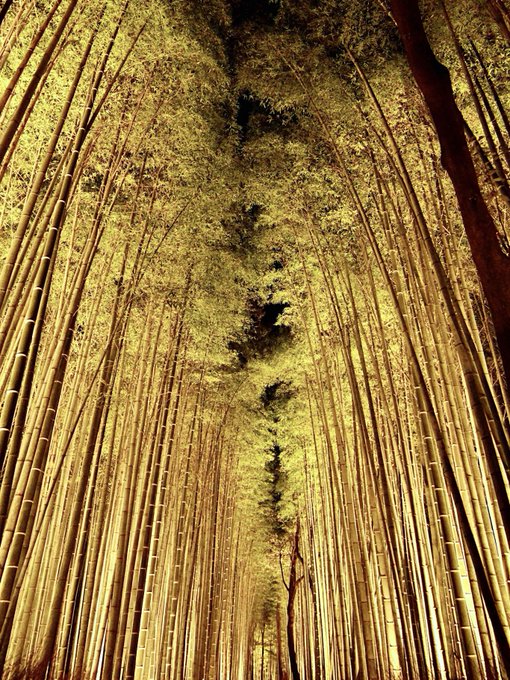 「竹林 森林」のTwitter画像/イラスト(新着)｜2ページ目