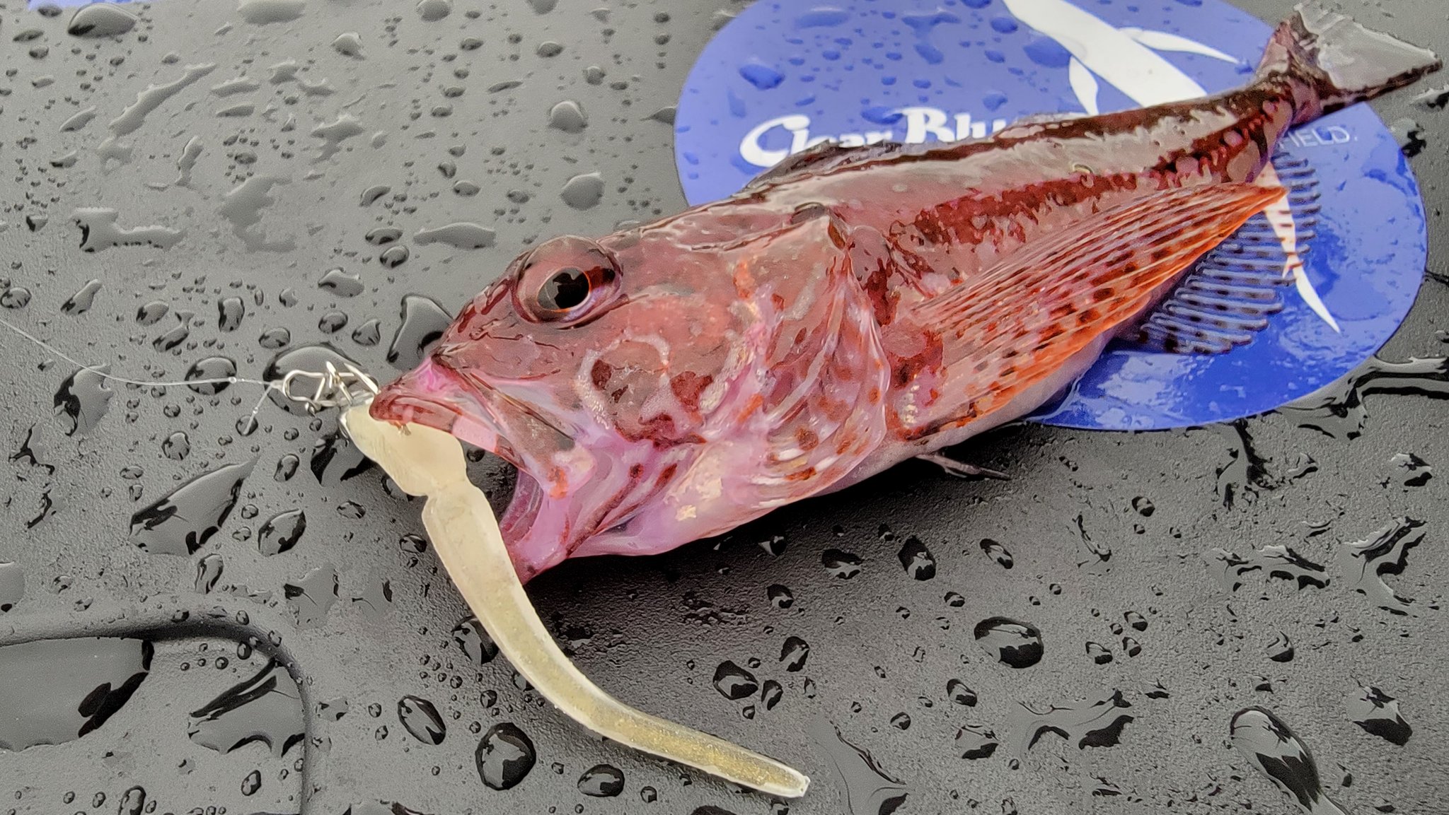 遊神チヌSP 様 確認ページ❗ 遊神チヌSP 様 確認ページ❗ 产品