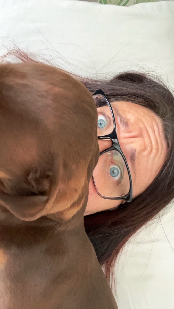 Sausage has no concept of personal space, ever 🙈 #SausageDog #SosigDog #Dachshunds #DogsofTwittter