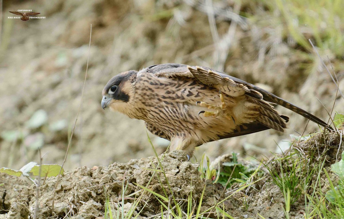 MaliHalls's tweet photo. #Peregrine #Falcon #juvenile.

#BirdTwitter #Nature #Photography #wildlife #birds #TwitterNatureCommunity #birding #NaturePhotography #birdphotography #WildlifePhotography #Nikon #Sigma #BirdOfPrey #Raptor #MasterOfTheSkies #Falcon #talons https://t.co/N8wOxUjNCT