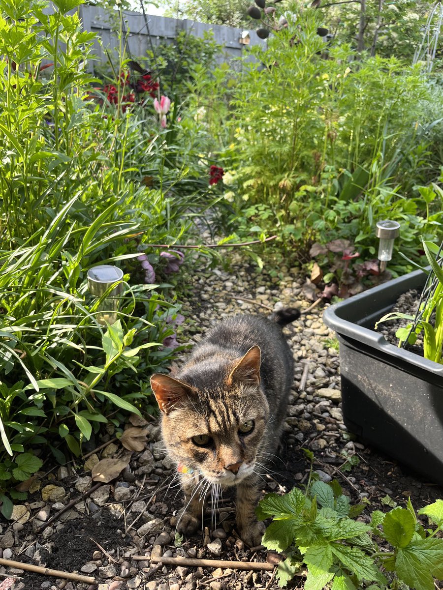 Settling in for a beautiful day of #Hedgewatch-ing, starting with some #sniffinislivin & a quick inspection of #BensMagicGarden. #CatsOfTwitter #CatsOnTwitter #cats #SundayMorning #SundayMotivations
