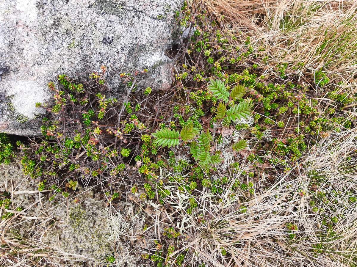 A healthy looking rowan at 862m on the summit plateau of Beinn Mhic Chasgaig, above Glen Etive. Lots of young rowans on the lower slopes. @MontaneWoodland @Watts_SH #respectprotectenjoy @rewildingscot