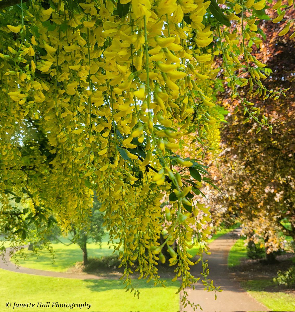 JanetteHall's tweet photo. Saturday Morning walk 🚶🏻♀️
Laburnum tree 💛💚 Rose Pagoda and more trees 🌳
#avenhampark #millerpark #green #LaburnumTree #park #preston #lancashire #england #morning #landscape #landscapephotography @BIDPreston @ParksInPreston @prestoncouncil @blogpreston https://t.co/GuJ4PYWWrw