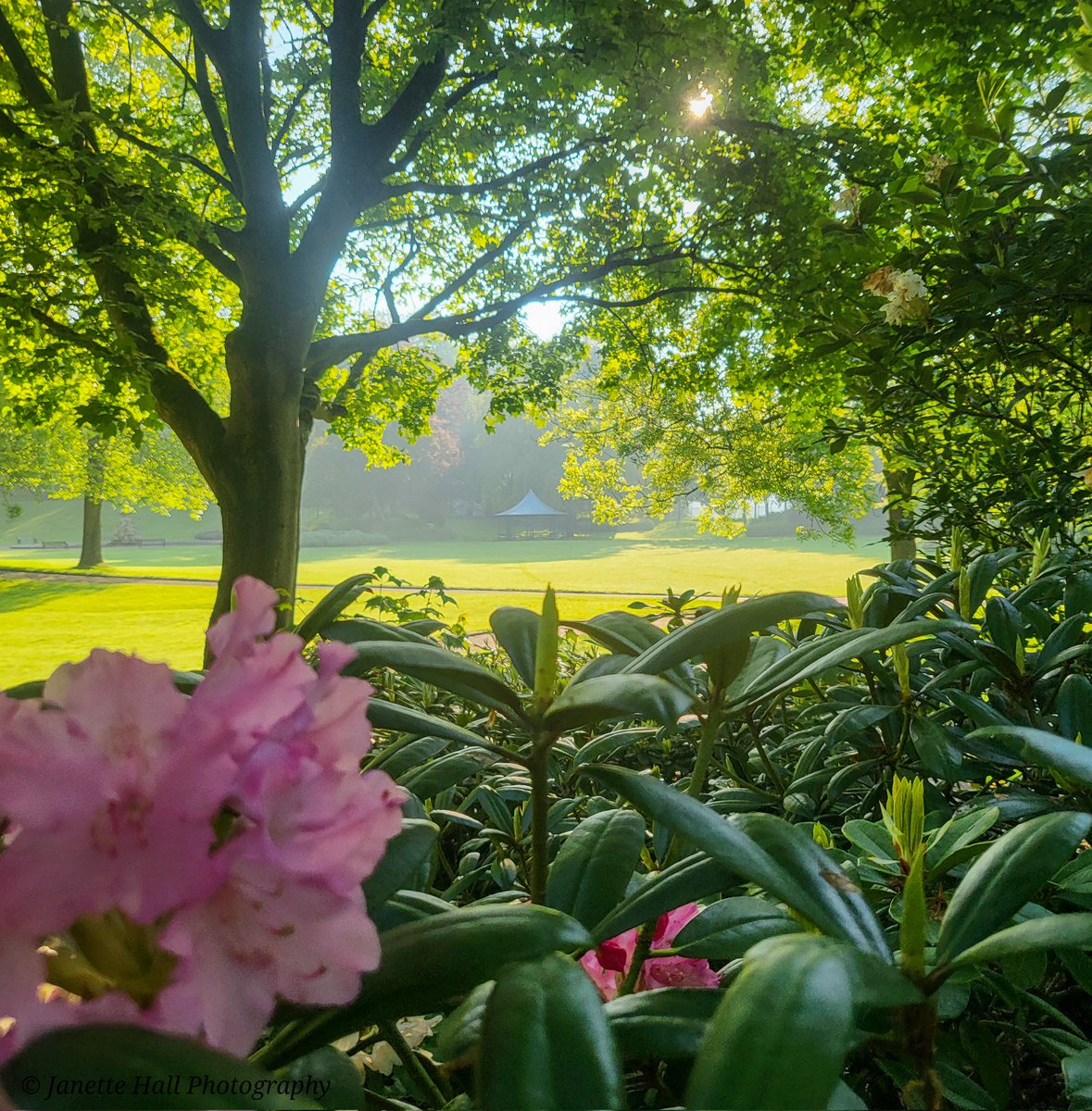 JanetteHall's tweet photo. Saturday Morning walk 🚶🏻♀️
Laburnum tree 💛💚 Rose Pagoda and more trees 🌳
#avenhampark #millerpark #green #LaburnumTree #park #preston #lancashire #england #morning #landscape #landscapephotography @BIDPreston @ParksInPreston @prestoncouncil @blogpreston https://t.co/GuJ4PYWWrw