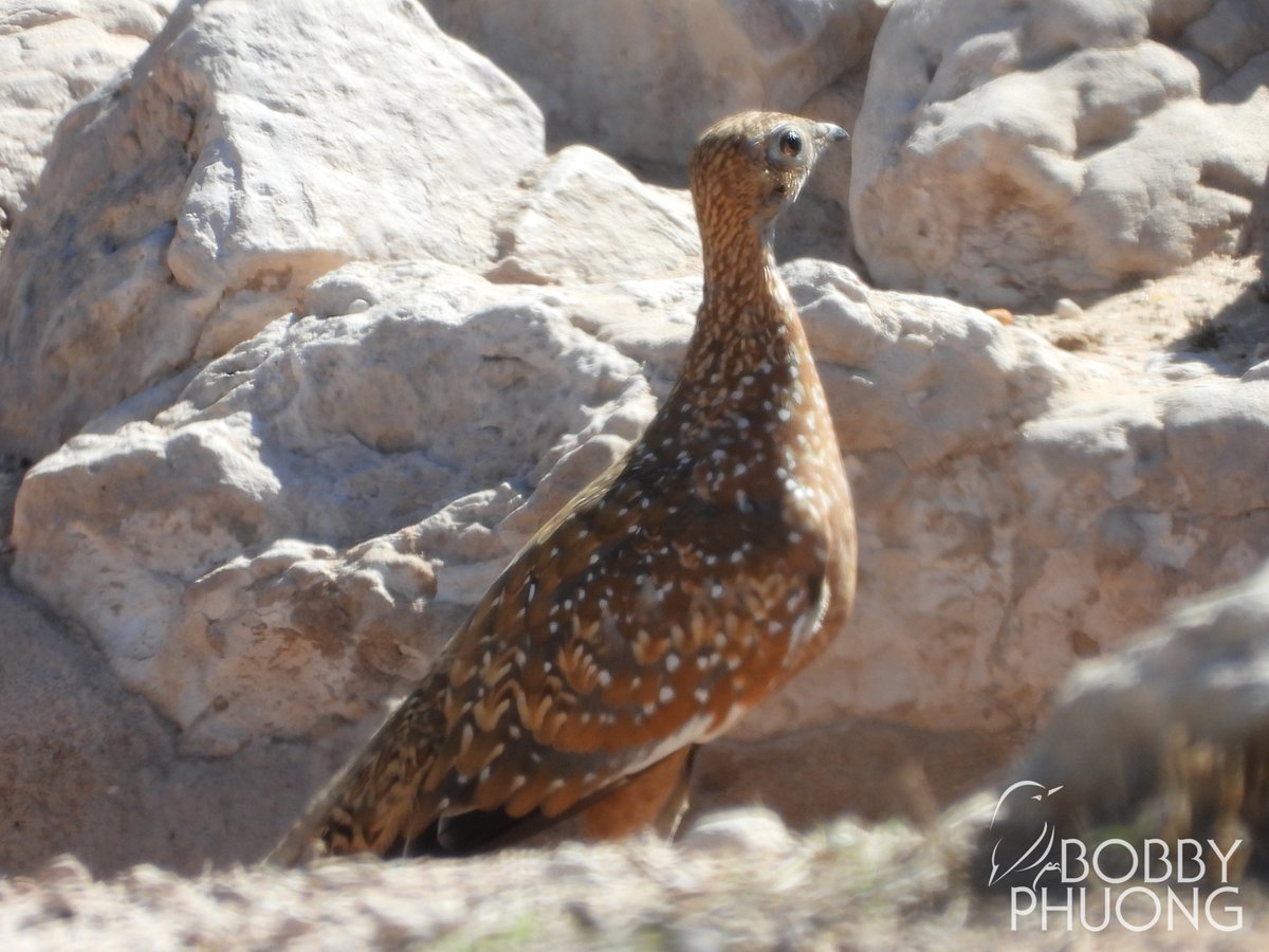 #608 Burchell's Sandgrouse (Pterocles burchelli)
Kgalagadi Transfrontier Park #NorthernCape #SouthAfrica #Africa

#birds #birding #birdwatching #birdphotography #twitternaturecommunity #nature #naturephotography #wildlife #wildlifephotography #birdoftheday #sandgrouse