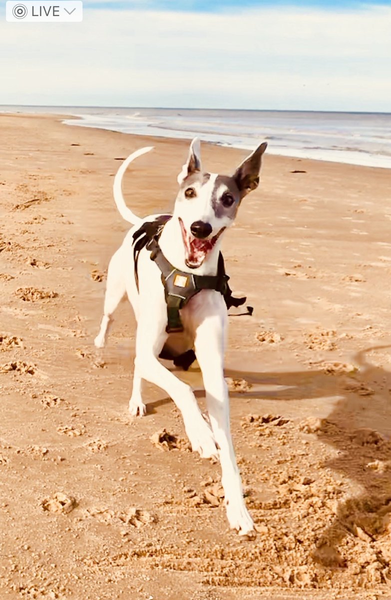 Happy Sunday Folks ☀️

Toby #whippet at his happiest on a beach run #northnorfolkcoast