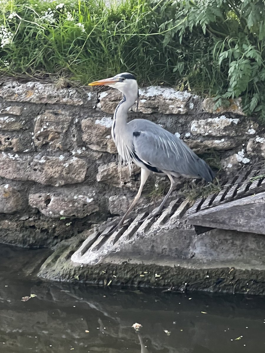 A beautiful sight on the #kennetandavon canal #Bath #Somerset