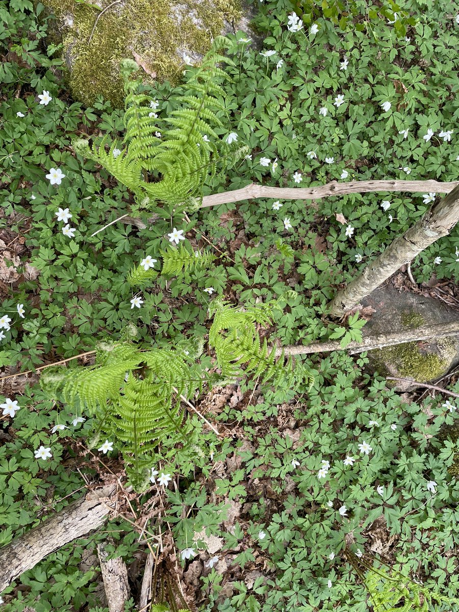 SayuriD5's tweet photo. Our field season started already! waiting for flycatcher to hatch! https://t.co/NIfmieI66N