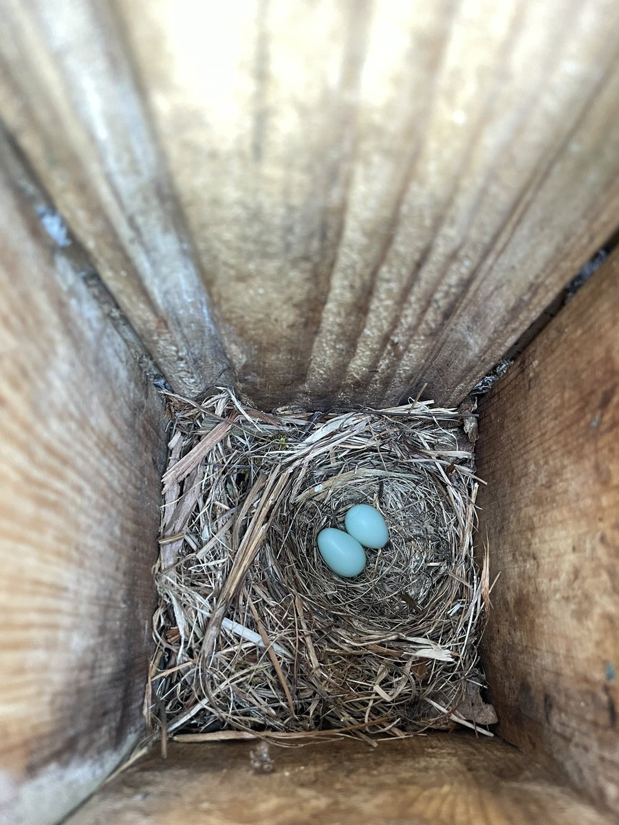 SayuriD5's tweet photo. Our field season started already! waiting for flycatcher to hatch! https://t.co/NIfmieI66N
