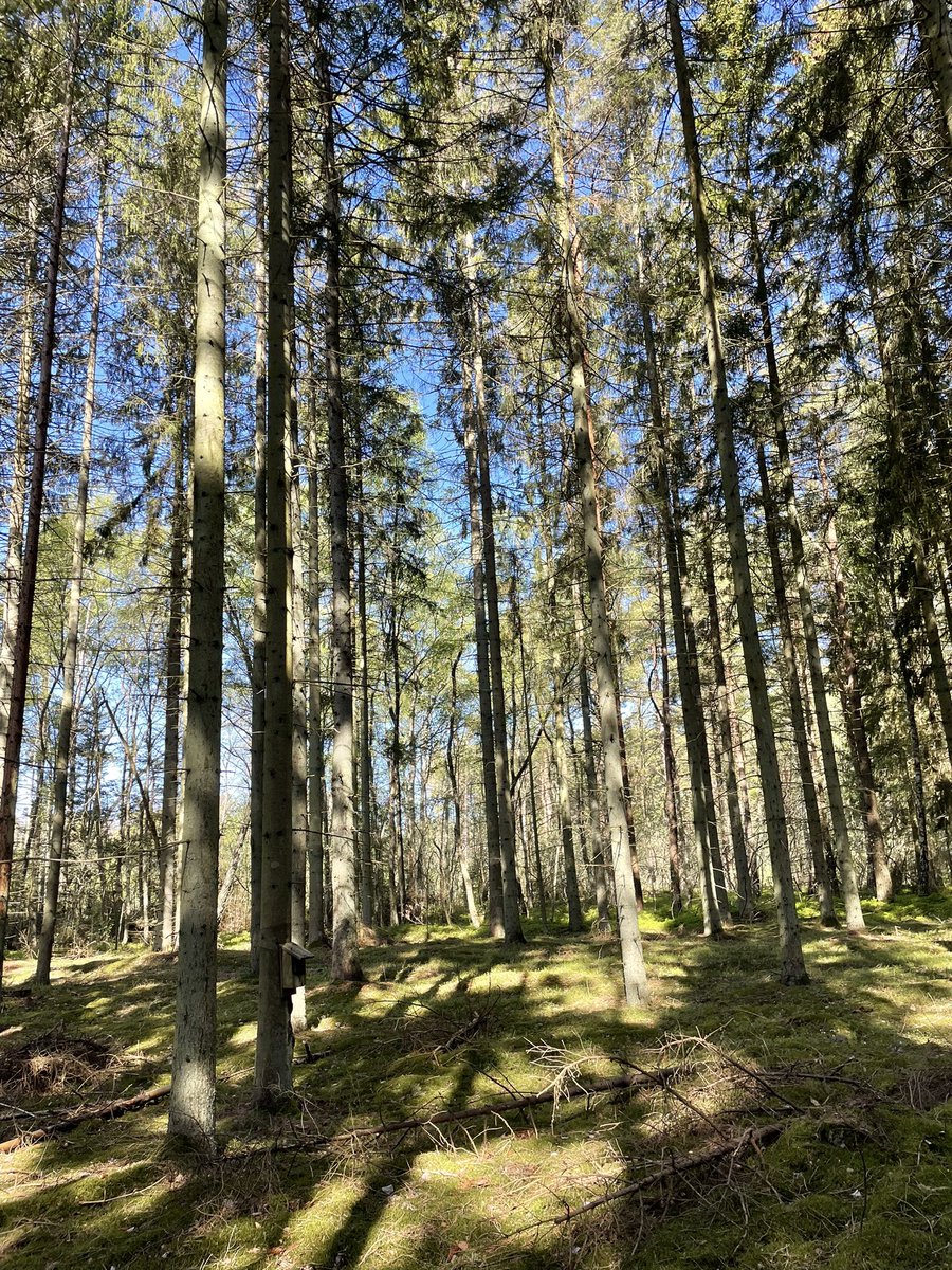 SayuriD5's tweet photo. Our field season started already! waiting for flycatcher to hatch! https://t.co/NIfmieI66N