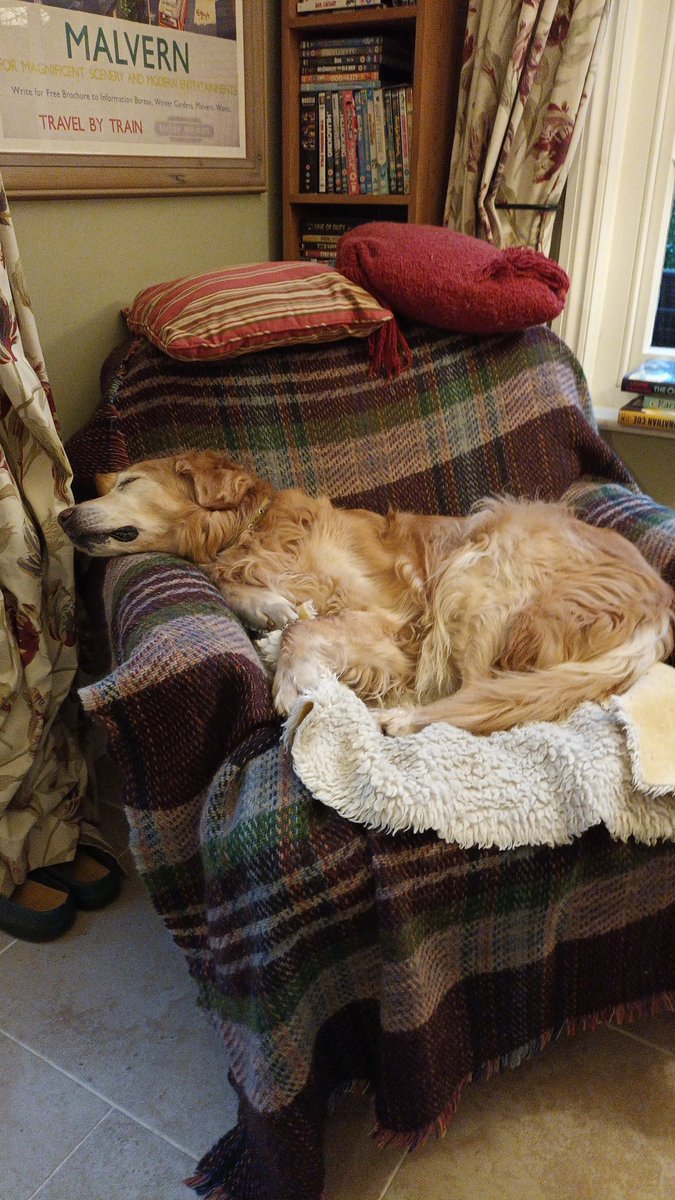@HartCollie Meet Evor living his second life. We welcomed him aged 11.5. Now 13.5. We didn't use to allow dogs on furniture! #rescuedogsrock @DT_Evesham