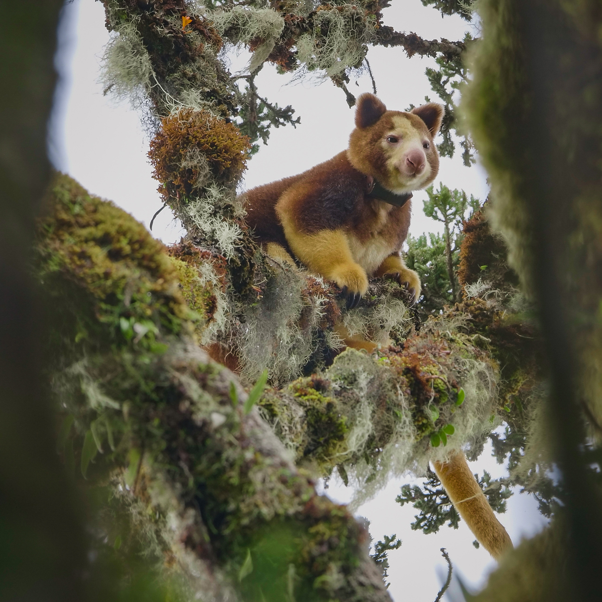 #WorldTreeKangarooDay ! Il y a quelques jours, le gouvernement de Papouasie-Nouvelle-Guinée a officialisé que le 21 mai est la journée mondiale du kangourou arboricole. #BeauvalNature soutient le programme TKCP. 🦘
#SavingSpecies #WeAreAZA #TKSAFE #TreeKangaroos
📸 Jonathan Byers