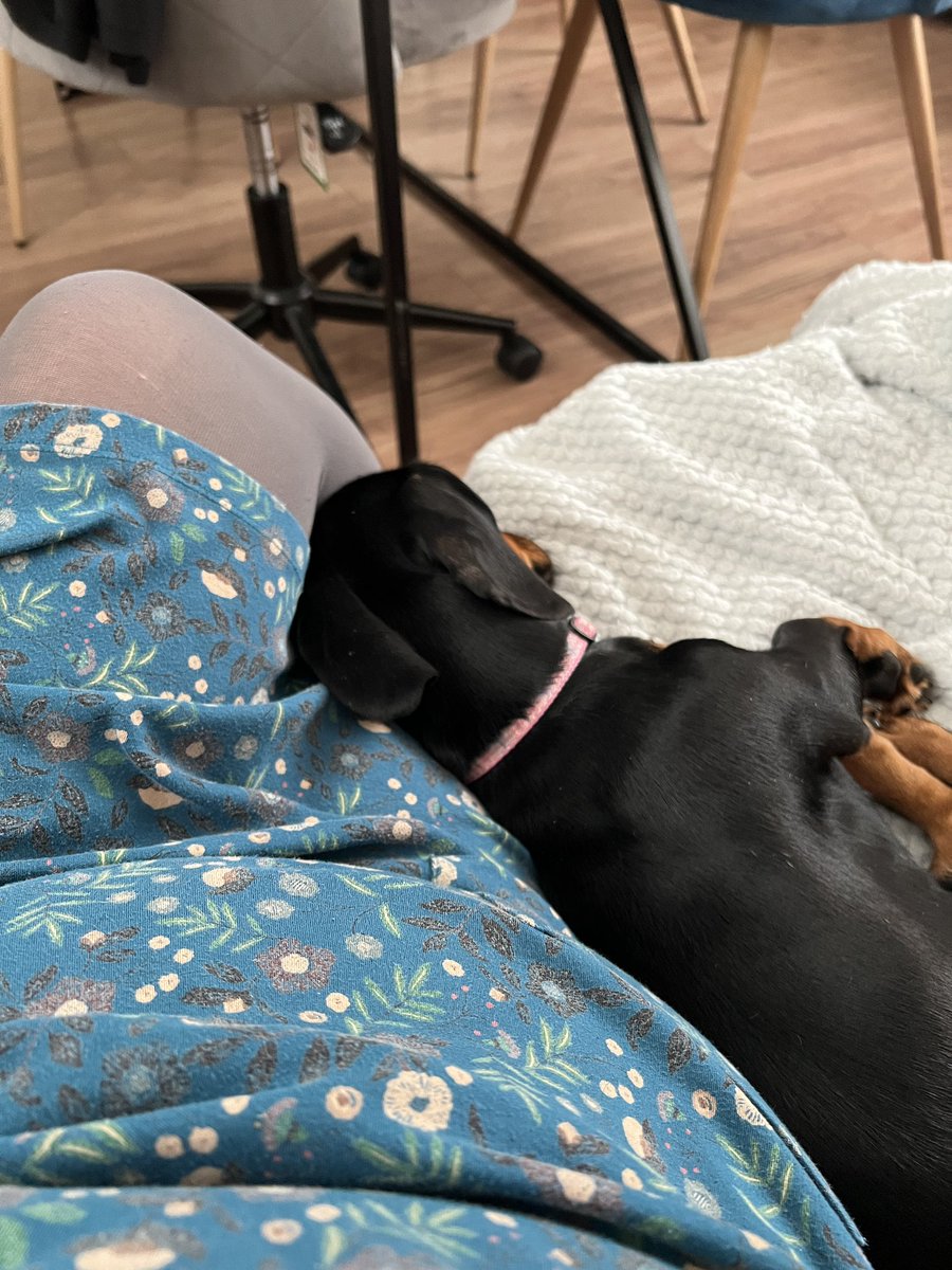 Prechurch doggy cuddles 🥰 from Agatha #dachshund #sausagedog #doxie