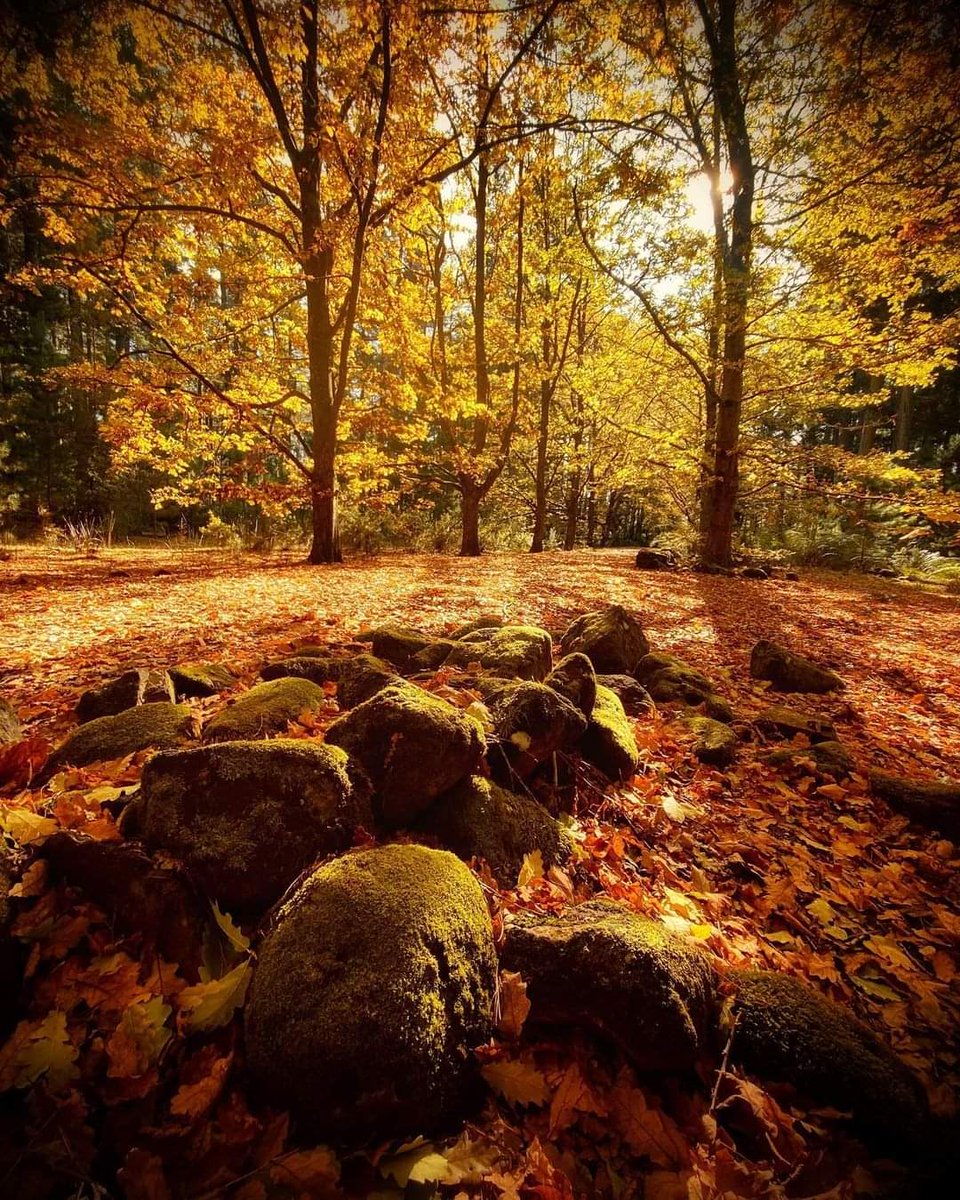 Autumn colours 💛🍁🍃 Stunning scenes from Hollybank Forest Reserve. Located at Rocherlea, just a 20-minute drive from Launceston, Hollybank is one of Tasmania’s most popular picnic areas. 🍂🧡 pics: instagram.com/wombat_at_80